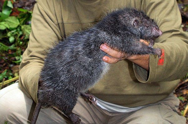 10 самых больших крыс в мире (фото)